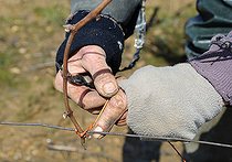 Biosphoto | 2571119 | Traditional wicker-tying in spring, AOC Côtes du Jura vineyard, France | &copy; Didier Lacroix / Biosphoto