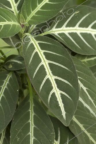 Biosphoto | 2076742 | Trailing velvet plant (Ruellia makoyana) foliage | &copy; Frédéric Tournay / Biosphoto