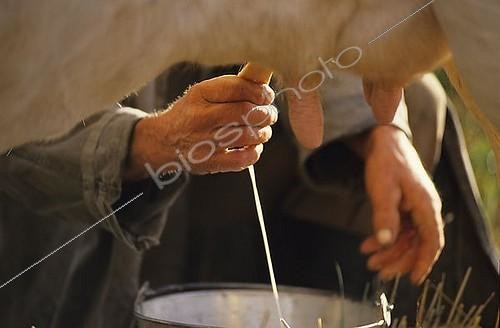 Biosphoto | 1157025 | Traite manuelle d'une vache au pré | &copy; Norbert Michalke / imageBROKER / Biosphoto