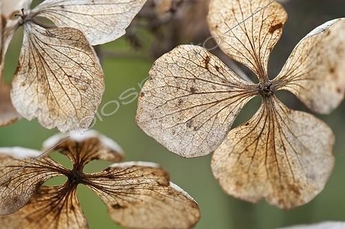 Biosphoto | 1880821 | Translucent, spent and dried flowers of Hydrangea macrophylla 'Mariesii Perfecta' with network of veins extending across each petal-like sepal. | &copy; Paul Tomlins / Flowerphotos / Biosphoto