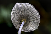 Biosphoto | 2609858 | Transparent mushroom: Coprinus lagopus (Coprinopsis lagopus), Queen's Forest, Ansauville, Lorraine, France. | &copy; Stéphane Vitzthum / Biosphoto