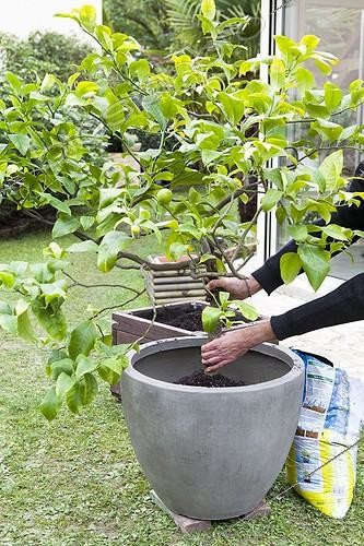 Biosphoto | 1830207 | Transplantation of an ornamental lemon tree in a garden | &copy; Frédérique Bidault / Biosphoto