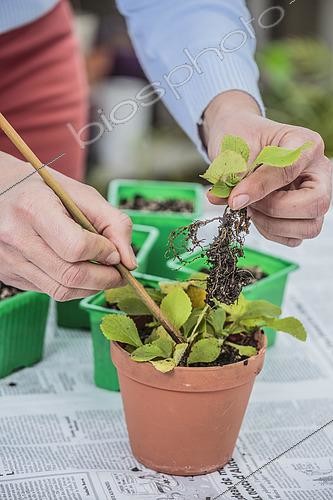 Biosphoto | 2489496 | Transplanting foxgloves sown in pots. 1: separation of seedlings. | &copy; Jean-Michel Groult / Biosphoto