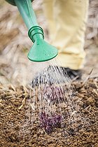 Biosphoto | 2458855 | Transplanting of a lettuce 'Purple oak leaf'. | &copy; Jean-Michel Groult / Biosphoto
