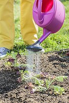 Biosphoto | 2459445 | Transplanting of oak leaf lettuce plants in May. | &copy; Jean-Michel Groult / Biosphoto