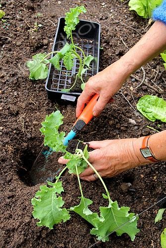 Biosphoto | 2096112 | Transplanting of Seedling of cabbage kale 'Winterbor' in a kitchen garden | &copy; Lamontagne / Biosphoto
