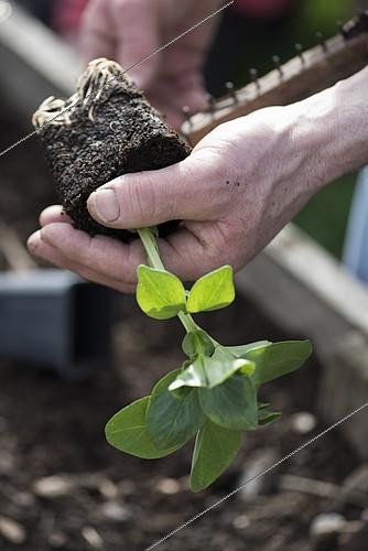 Biosphoto | 2145810 | Transplanting pot-grown Broad bean 'D'Aguadulce' in to open bed | &copy; Alexandre Petzold / Biosphoto