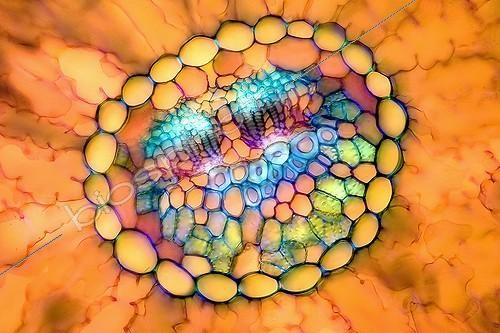 Biosphoto | 159978 | Transversal cut of a leaf of African cedar ; Enlargement X 200. <br> | &copy; Christian Gautier / Biosphoto