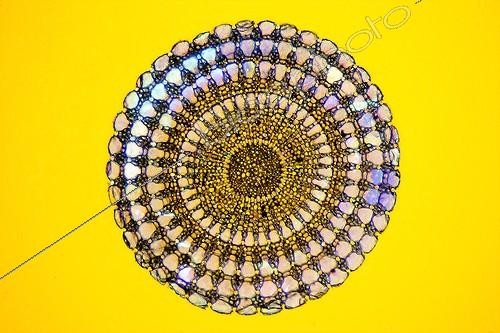 Biosphoto | 570001 | Transversal cut of a sea urchin spine ; Lighting in polarized light, magnification X 50  | &copy; Christian Gautier / Biosphoto
