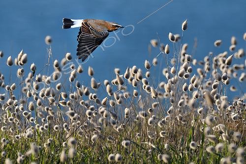 Biosphoto | 2437084 | Traquet motteux (Oenanthe oenanthe) en vol au bord de la falaise, Parc naturel régional d'Armorique, Bretagne, France | &copy; Michel Rauch / Biosphoto