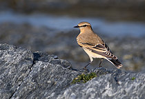 Biosphoto | 2609416 | Traquet motteux (Oenanthe oenanthe) sur les rochers de la plage, Bretagne, France | &copy; Michel Rauch / Biosphoto