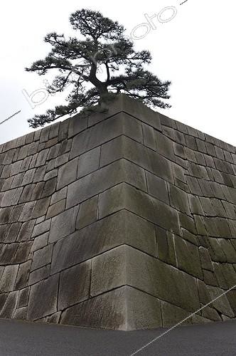 Biosphoto | 970422 | Tree and Wall Gardens of the Imperial Palace in Tokyo Japan | &copy; Michel Gunther / Biosphoto