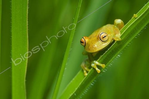 Biosphoto | 2050429 | Tree frog (Hyla granosa), Tambopata National Reserve, Peru | &copy; Michael Turco / Biosphoto