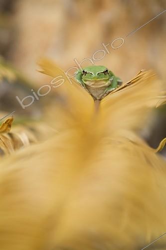 Biosphoto | 1876699 | Tree frog on cycas dry leaf Arles France | &copy; Benoît Personnaz / Biosphoto