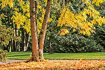 Biosphoto | 2609459 | Tree in autumn, Le Mans, Sarthe, France | &copy; Michel Gile / Biosphoto