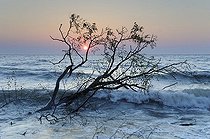 Biosphoto | 1609045 | Tree in the Baltic Sea at sunrise, Ruegen, Mecklenburg-Western Pomerania, Germany, Europe | &copy; Kevin Proennecke / imageBROKER / Biosphoto
