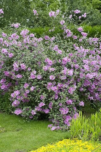 Biosphoto | 2142489 | Tree mallow (Lavatera sp) 'Kew Rose' in bloom | &copy; Frédéric Didillon / Biosphoto