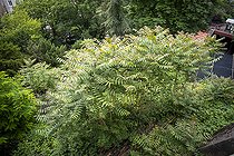 Biosphoto | 2588005 | Tree of Heaven (Ailanthus altissima) is an invasive plant species to Europe, seriously harming local vegetation, in Lyon, France | &copy; Antoine Boureau / Biosphoto