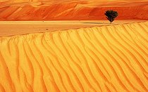 Biosphoto | 1854471 | Tree on a dune desert Wahiba Oman  | &copy; Edouard Bense / Biosphoto