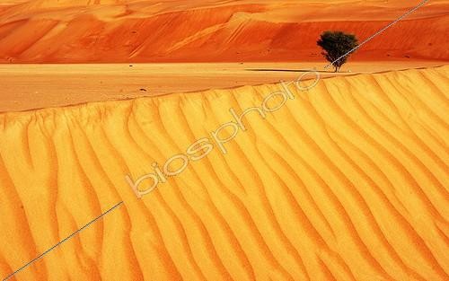Biosphoto | 1854471 | Tree on a dune desert Wahiba Oman  | &copy; Edouard Bense / Biosphoto