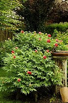 Biosphoto | 1233417 | Tree peony 'Tayio at Garden Cottons in Alsace France | &copy; Claude Thouvenin / Biosphoto