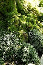 Biosphoto | 1233436 | Tree stump dressed in Mondo grass and moss | &copy; Claude Thouvenin / Biosphoto