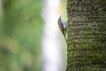 Biosphoto | 2588146 | Treecreeper (Certhia familiaris) climbing a tree trunk, France, Moselle, summer | &copy; Yann Avril / Biosphoto