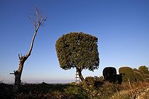 Biosphoto | 1250883 | Trees pruned to hunt Thrush Provence France  | &copy; Michel Gunther / Biosphoto