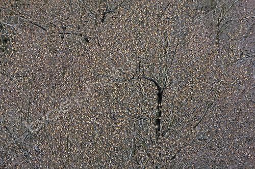 Biosphoto | 1211401 | Trees with enormous  winter migration of Bramblings Spain ; During severe winters in their winter range, Bramblings can move in huge group further south in search of their favorite food: beechnuts. | &copy; Juan-Carlos Muñoz / Biosphoto