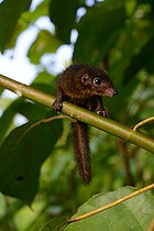 Biosphoto | 2082372 | Treeshrew (Tupaia glis) or (Tupaia chrysogaster) ? Siberut island, Mentawei, Indonesia. Controlled conditions. | &copy; Daniel Heuclin / Biosphoto