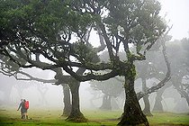 Biosphoto | 2591972 | Trekking in the century-old laurel tree forest in the mist. Fanal. Madeira island. Portugal. | &copy; Antoine Lorgnier / Biosphoto