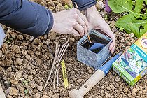 Biosphoto | 2458802 | Trempage de bouture de spirée dans un bain d'acide humique facilitant l'enracinement (substitut d'hormone de bouturage) | &copy; Jean-Michel Groult / Biosphoto