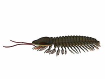 Biosphoto | 2473072 | Triarthrus trilobite is a Burgess shale animal that lived in the Cambrian seas of Canada, North America, China and Scandinavia. | &copy; Corey Ford / Stocktrek Images / Biosphoto