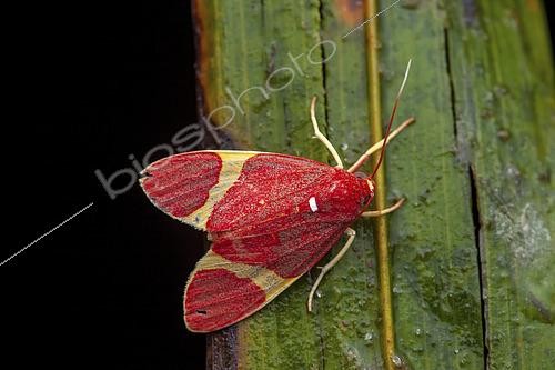 Biosphoto | 2466053 | Trichromia (Trichromia perversa) sur une feuille, Saramaca, Guyane Française | &copy; Frank Deschandol & Philippe Sabine / Biosphoto