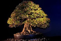 Biosphoto | 1233415 | Trident Maple bonsai presented at an exhibition in Mulhouse | &copy; Claude Thouvenin / Biosphoto