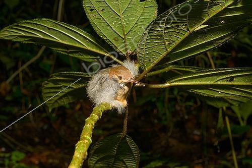Biosphoto | 2606976 | Trilling Gnatwren (Ramphocaenus melanurus), at night in the vegetation, Santa Fe, Panama | &copy; Régis Cavignaux / Biosphoto