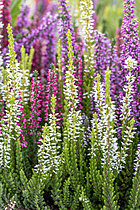 Biosphoto | 2621501 | Trio de Callunes (Calluna vulgaris) 'Beauty Ladies' | &copy; Marie Aymerez / Biosphoto
