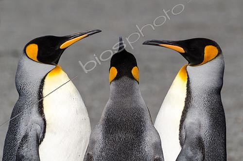 Biosphoto | 2407263 | Trio of King Penguins (Aptenodytes patagonicus) on a beach in South Georgia | &copy; Raphaël Sané / Biosphoto