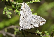 Biosphoto | 2089470 | Triple raie (Aplocera plagiata), Parc naturel régional des Vosges du Nord, France | &copy; Michel Rauch / Biosphoto