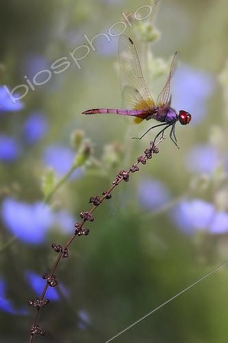 Biosphoto | 2565437 | Trithémis annelé (Trithemis annulata) prenant son envol | &copy; Alberto Ghizzi Panizza / Biosphoto