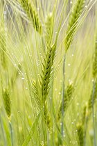 Biosphoto | 2601687 | Triticale (x Triticosecale) spikes in May, Alpes-de-Haute-Provence, France | &copy; Marie Aymerez / Biosphoto