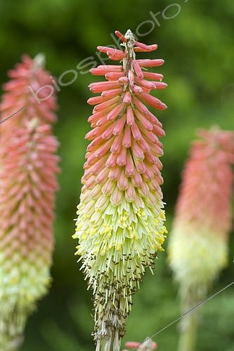 Biosphoto | 2138225 | Tritoma, Tison de Satan (Kniphofia uvaria) | &copy; Frédéric Tournay / Biosphoto