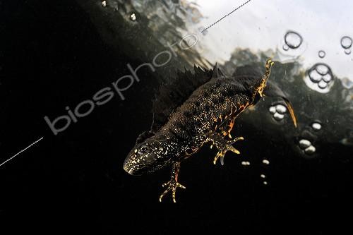 Biosphoto | 1362861 | Triton à crête mâle dans l'eau Prairies du Fouzon France | &copy; Bruno Guénard / Biosphoto