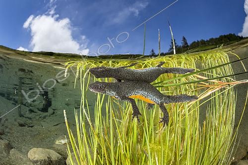 Biosphoto | 2456215 | Triton alpestre (Ichthyosaura alpestris) femelle sous la surface. Vallée de Bedretto, la partie la plus haute du Tessin, Suisse | &copy; Franco Banfi / Biosphoto