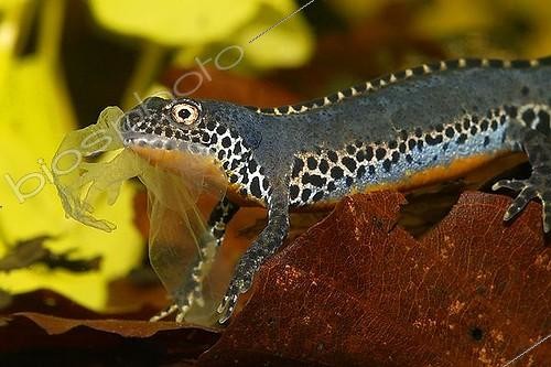 Biosphoto | 1484964 | Triton alpin (Triturus alpestris) mâle se nourrissant de sa mue | &copy; Anton Luhr / imageBROKER / Biosphoto
