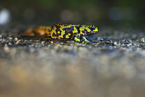 Biosphoto | 2621601 | Triton marbré (Triturus marmoratus) femelle traversant une route durant la période pré-nuptiale afin de rejoindre une mare pour se reproduire, France | &copy; Christophe Perelle / Biosphoto