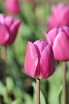 Biosphoto | 1636147 | Triumph Tulip 'Marathon champion' France  | &copy; Claude Balcaen / Biosphoto