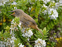 Biosphoto | 2621551 | Troglodyte de Cobb (Troglodytes cobbi), endémique des îles Malouines, dans Veronica elliptica syn. Hebe elliptica, sur l'île Bleaker. Amérique du Sud, Subantarctique, îles Malouines, été. | &copy; Martin Zwick / Biosphoto