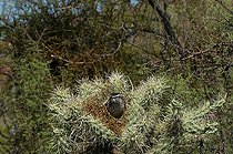 Biosphoto | 1250081 | Troglodyte des Cactus au nid dans un Cactus Cholla Arizona | &copy; Daniel Heuclin / Biosphoto