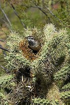 Biosphoto | 1250082 | Troglodyte des Cactus au nid dans un Cactus Cholla Arizona | &copy; Daniel Heuclin / Biosphoto